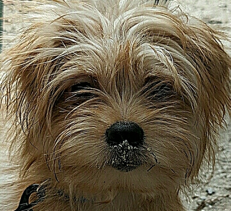 Entry image for Teddy Bear . Clicking this image will show a larger photo