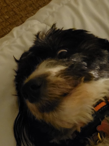 Entry image for Tess. Clicking this image will show a larger photo