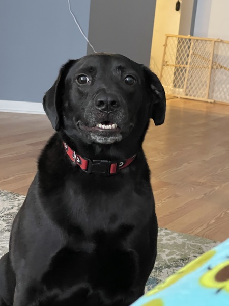 Entry image for Ruger. Clicking this image will show a larger photo