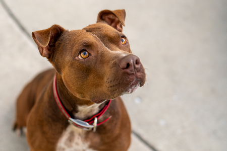 Entry image for Stanley Stone. Clicking this image will show a larger photo