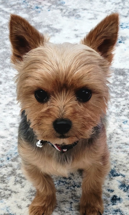 Entry image for Charlie. Clicking this image will show a larger photo