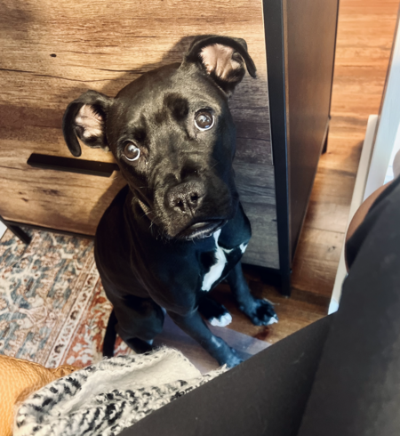 Entry image for Odie. Clicking this image will show a larger photo