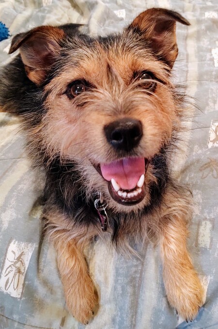 Entry image for Roxie. Clicking this image will show a larger photo