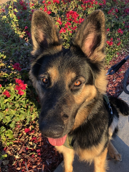 Entry image for Zeke. Clicking this image will show a larger photo