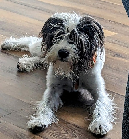 Entry image for Trig. Clicking this image will show a larger photo