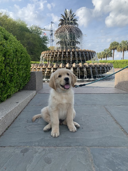 Entry image for Charlie. Clicking this image will show a larger photo