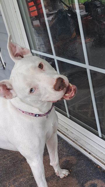 Entry image for Ellie Mae. Clicking this image will show a larger photo