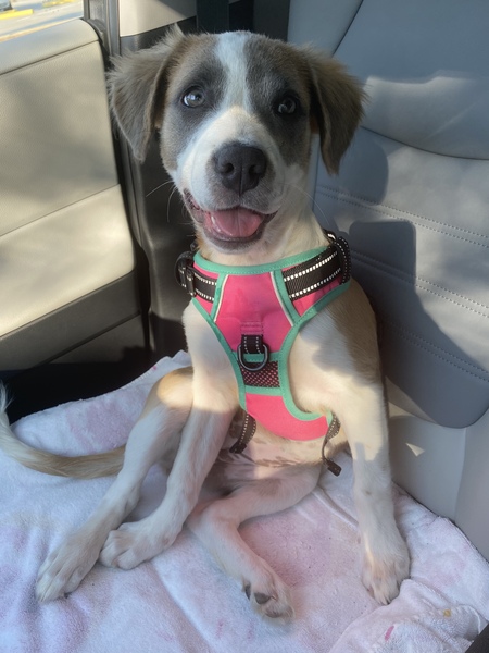 Entry image for Lorelei. Clicking this image will show a larger photo