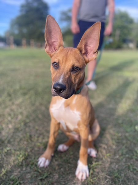 Entry image for Obie. Clicking this image will show a larger photo