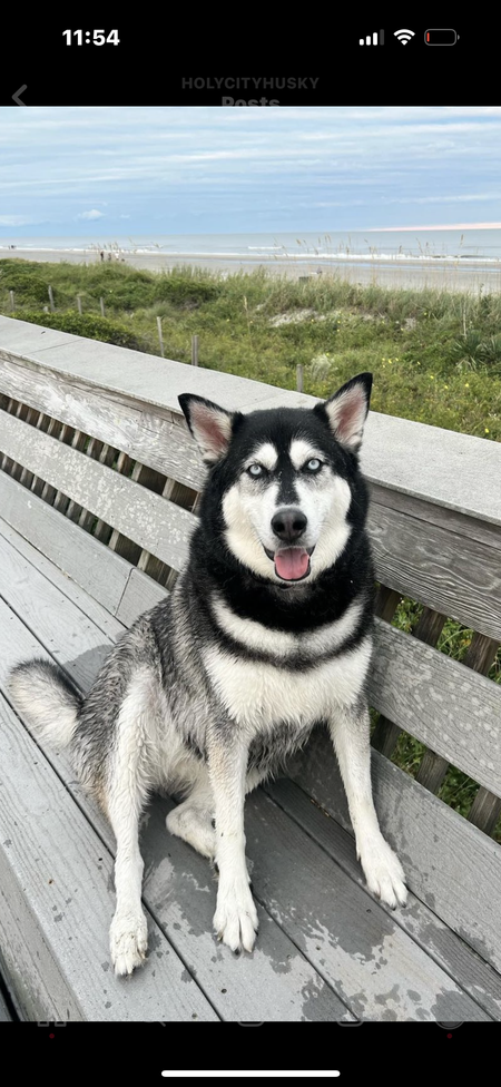 Entry image for Kona. Clicking this image will show a larger photo