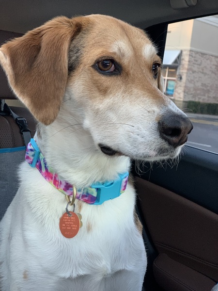 Entry image for Whiskey. Clicking this image will show a larger photo