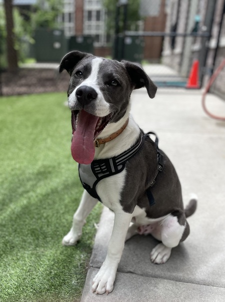 Entry image for Taz. Clicking this image will show a larger photo