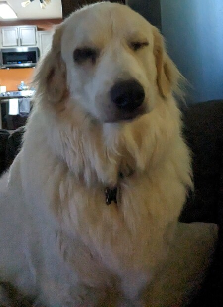 Entry image for Luna. Clicking this image will show a larger photo