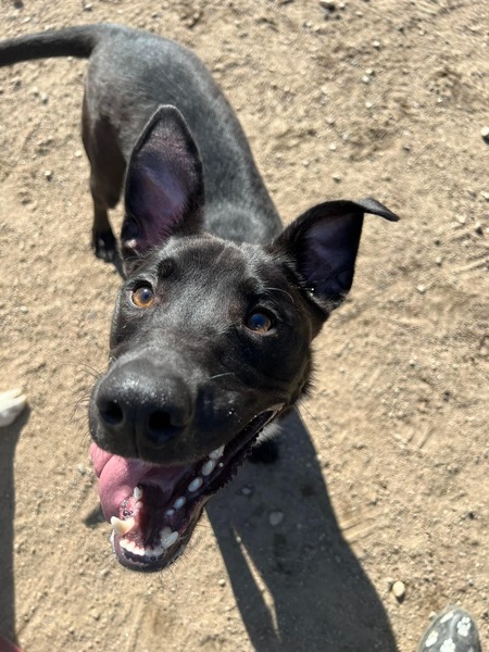 Entry image for Jäger. Clicking this image will show a larger photo