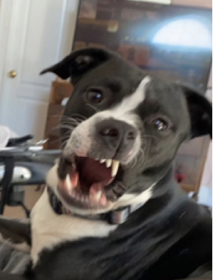 Entry image for Obi Wan. Clicking this image will show a larger photo