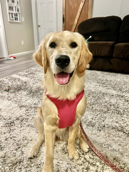 Entry image for Sunny Sue. Clicking this image will show a larger photo