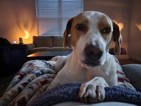 Entry image for Luna. Clicking this image will show a larger photo