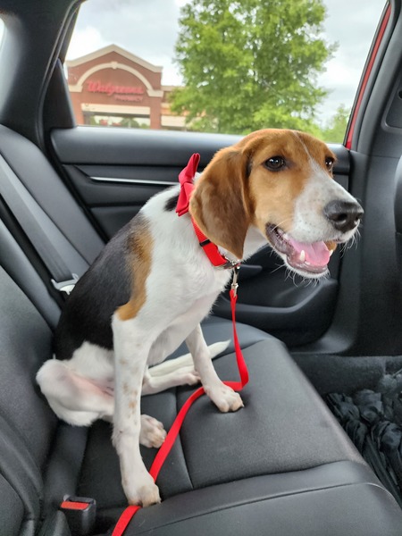 Entry image for Hopper. Clicking this image will show a larger photo