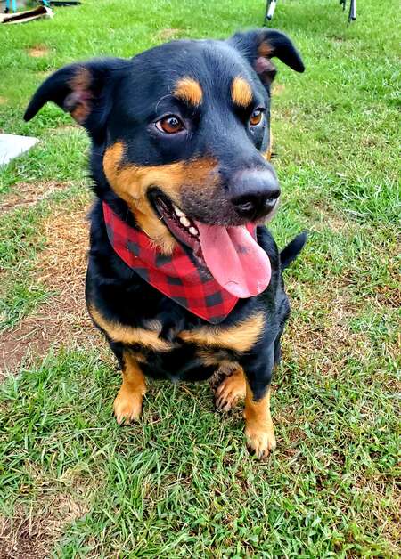 Entry image for Narcissa . Clicking this image will show a larger photo