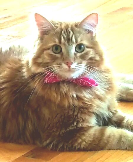 Entry image for Barley. Clicking this image will show a larger photo