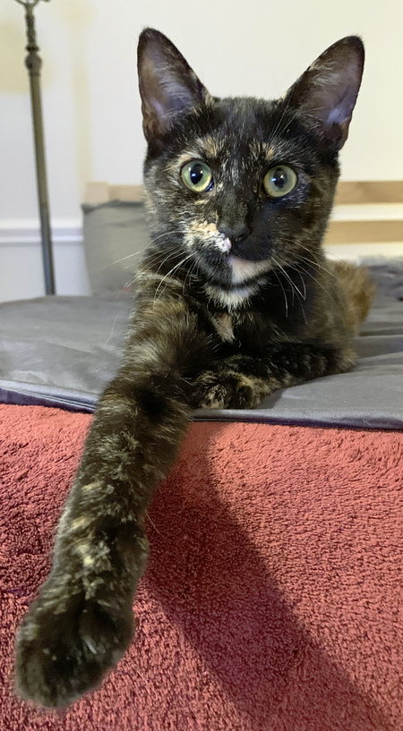 Entry image for Chloe. Clicking this image will show a larger photo