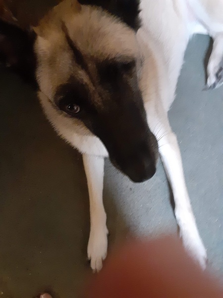 Entry image for Molly Rose. Clicking this image will show a larger photo