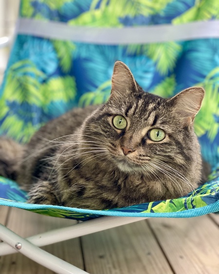 Entry image for Kiwi. Clicking this image will show a larger photo