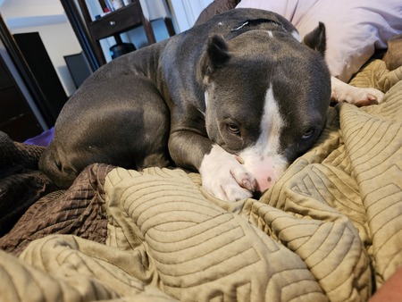 Entry image for Bosco. Clicking this image will show a larger photo