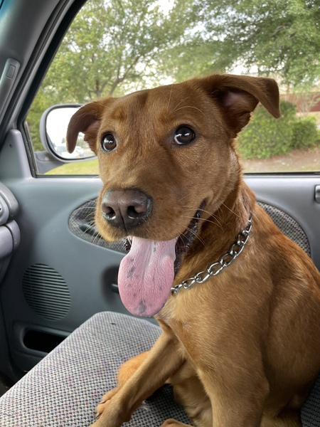 Entry image for Archer. Clicking this image will show a larger photo