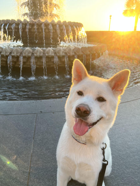 Entry image for Osiris. Clicking this image will show a larger photo