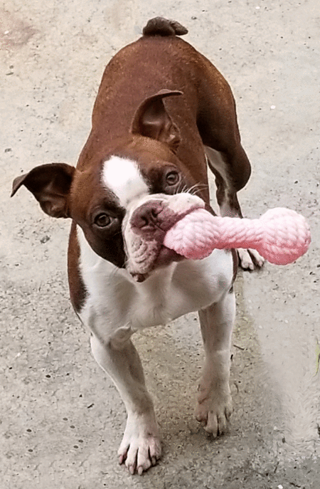 Entry image for Butterbean . Clicking this image will show a larger photo