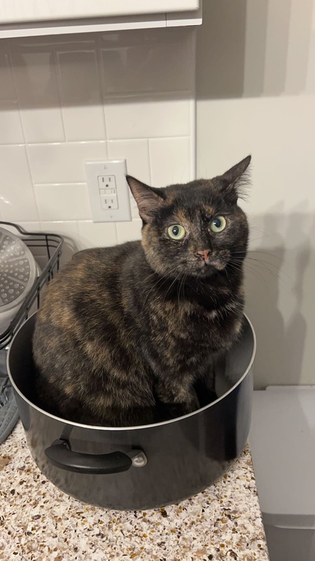 Entry image for Apple. Clicking this image will show a larger photo