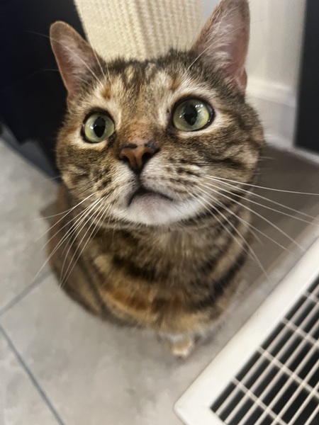 Entry image for Sammy. Clicking this image will show a larger photo