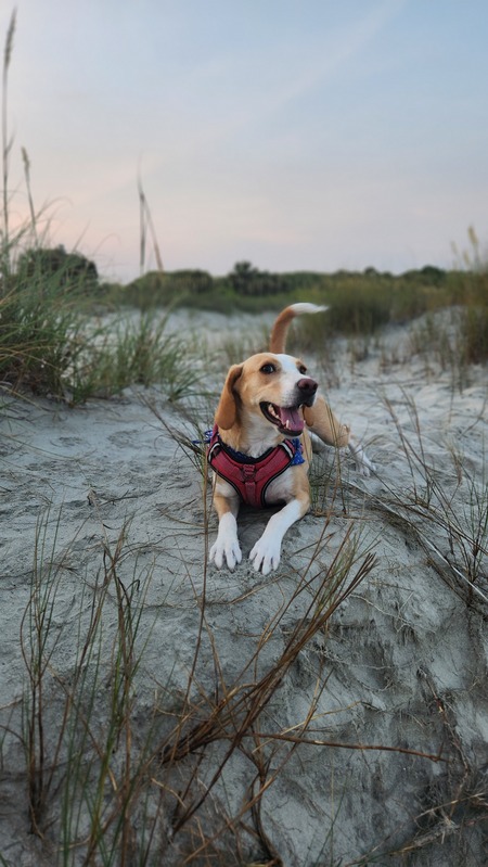 Entry image for Willow. Clicking this image will show a larger photo