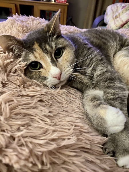 Entry image for Reese. Clicking this image will show a larger photo