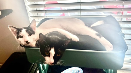 Entry image for Chaplin & Harvey Dent. Clicking this image will show a larger photo