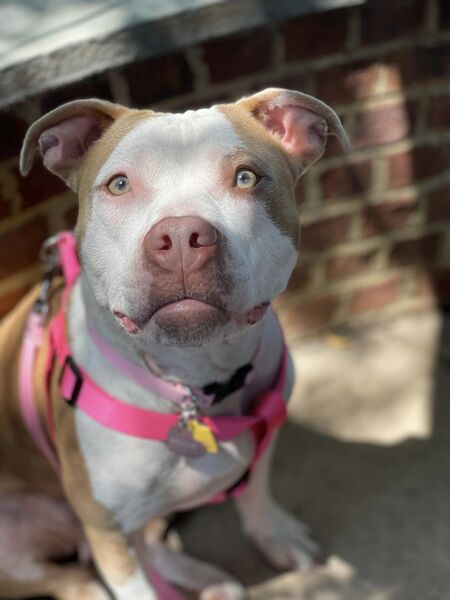 Entry image for Bessie. Clicking this image will show a larger photo