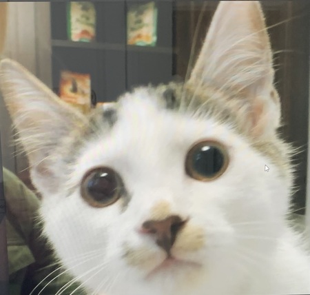 Entry image for Dali. Clicking this image will show a larger photo