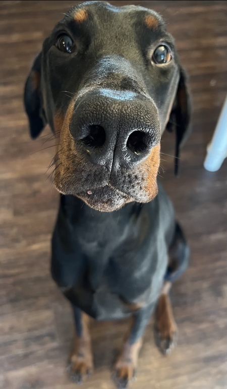 Entry image for Bryson. Clicking this image will show a larger photo