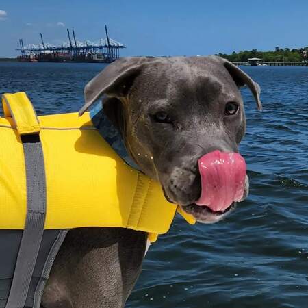 Entry image for Bleu. Clicking this image will show a larger photo