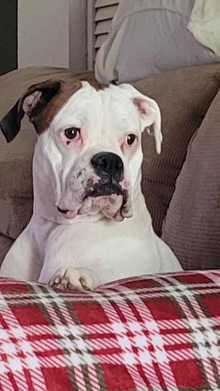 Entry image for Kami. Clicking this image will show a larger photo