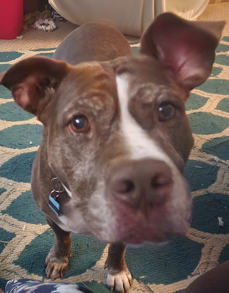 Entry image for Louie. Clicking this image will show a larger photo