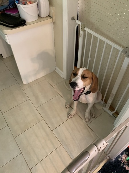 Entry image for Biscuit . Clicking this image will show a larger photo