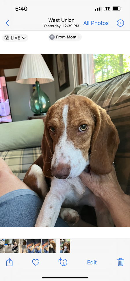 Entry image for Lizzy. Clicking this image will show a larger photo