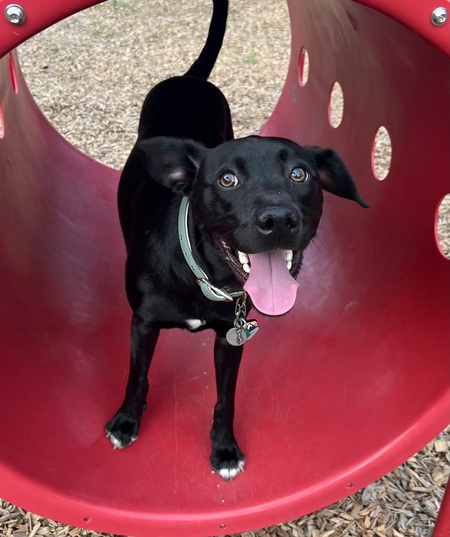 Entry image for Asher. Clicking this image will show a larger photo