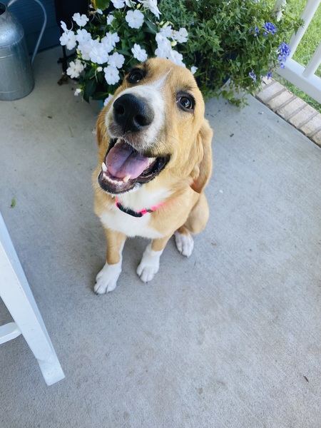 Entry image for Shelby . Clicking this image will show a larger photo