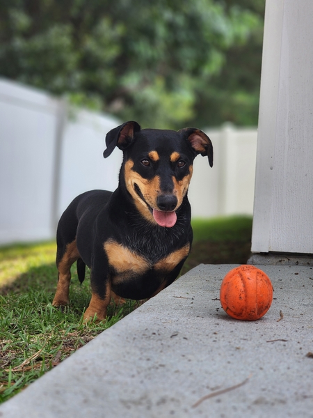 Entry image for Dexter. Clicking this image will show a larger photo