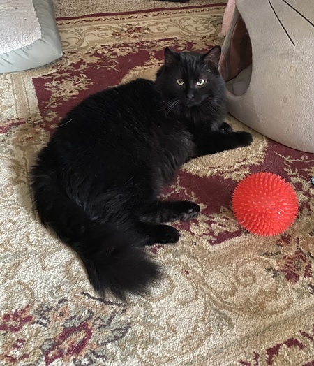 Entry image for Dracula. Clicking this image will show a larger photo