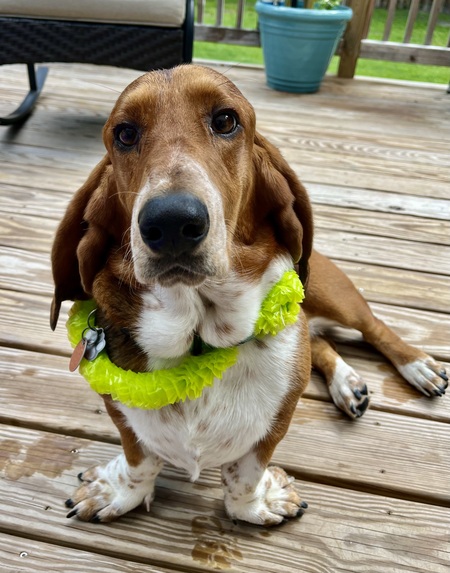 Entry image for Willie. Clicking this image will show a larger photo