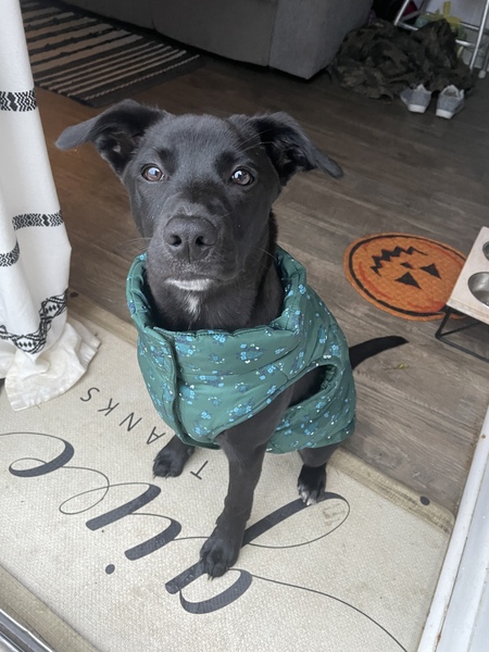 Entry image for Rasta. Clicking this image will show a larger photo